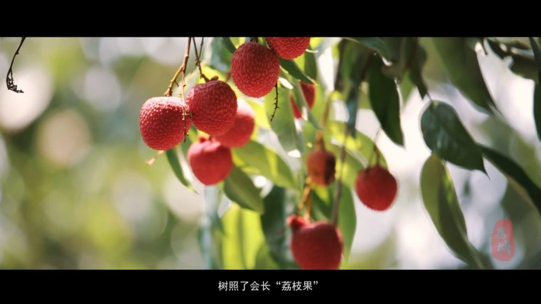 微视频丨荔城区形象宣传片《美荔之约》